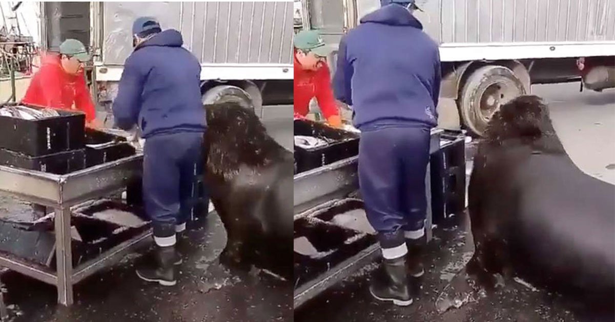 giant sea lion entered fish market and waited patiently to get fed.jpg?resize=1200,630 - Un lion de mer géant est entré dans le marché aux poissons et a attendu patiemment de la nourriture