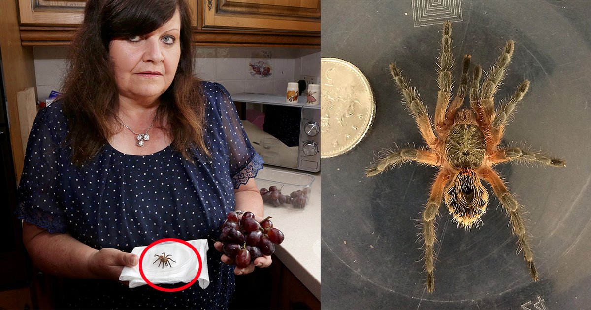 grandma discovered spider in carton of grapes which she was going to feed her grandchildren.jpg?resize=412,275 - Grandma Found A Tarantula Hiding In Grapes Which She Was Going To Feed Her Grandchildren