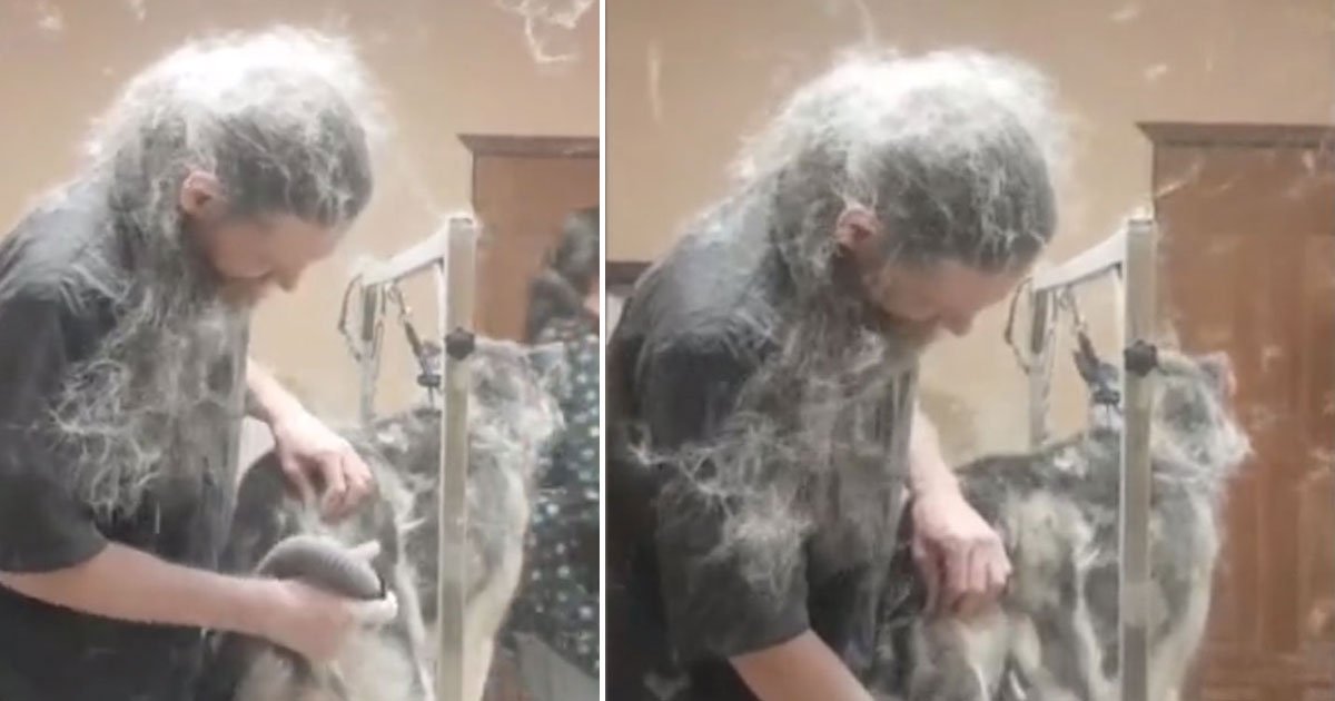 groomer covred hair.jpg?resize=1200,630 - Video Of A Dog Groomer Covered In Husky’s Hair During His Regular Blow Dry