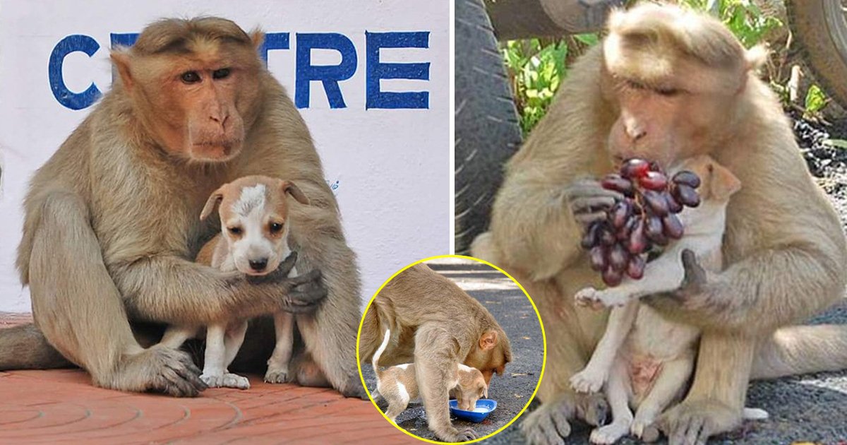 hss.jpg?resize=1200,630 - Voici une histoire étonnante d'un singe qui a adopté un chiot pour le protéger