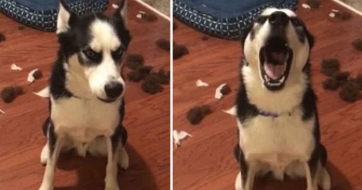 husky destroyed bed.jpg?resize=412,232 - Husky Refused To Make Eye Contact With His Parents After Destroying His Bed When He Was Home Alone