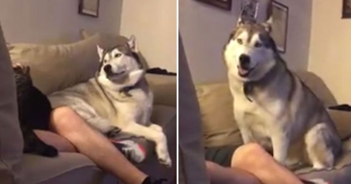 husky jealous of cat.jpg?resize=1200,630 - Super Jealous Husky Had Adorable Reaction After His Owner Petted The Cat