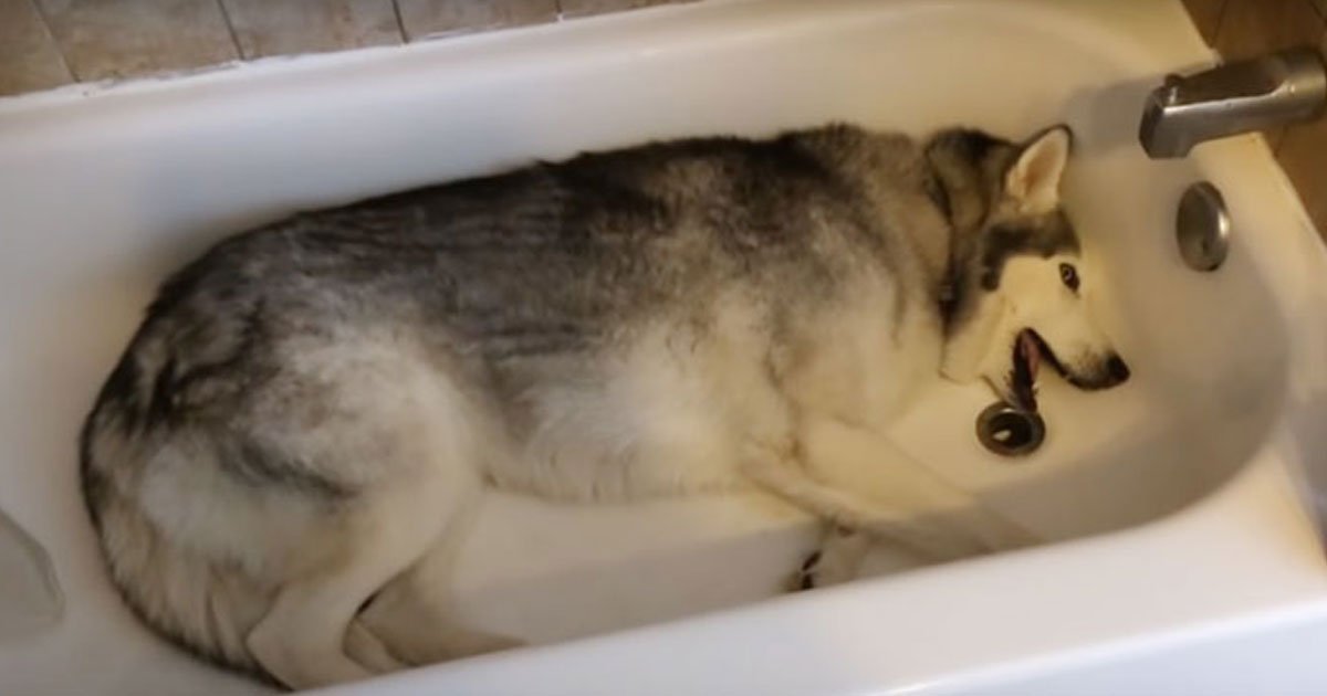 husky tantrums.jpg?resize=1200,630 - Video Of A Siberian Husky Throwing Tantrums After Its Owner Told Him It Wasn’t Time For A Bath