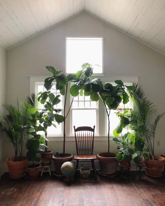 Habitación para lectura decorada con diferentes tipos de plantas grandes que forman un arco. En medio se encuentra una silla 