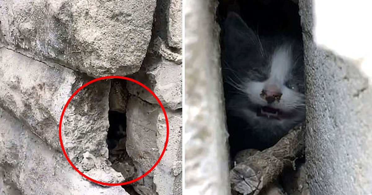 kittne stuck between walls.jpg?resize=1200,630 - Heartbreaking Video Of A Tiny Kitten Who Got Trapped Between Two Cement Walls