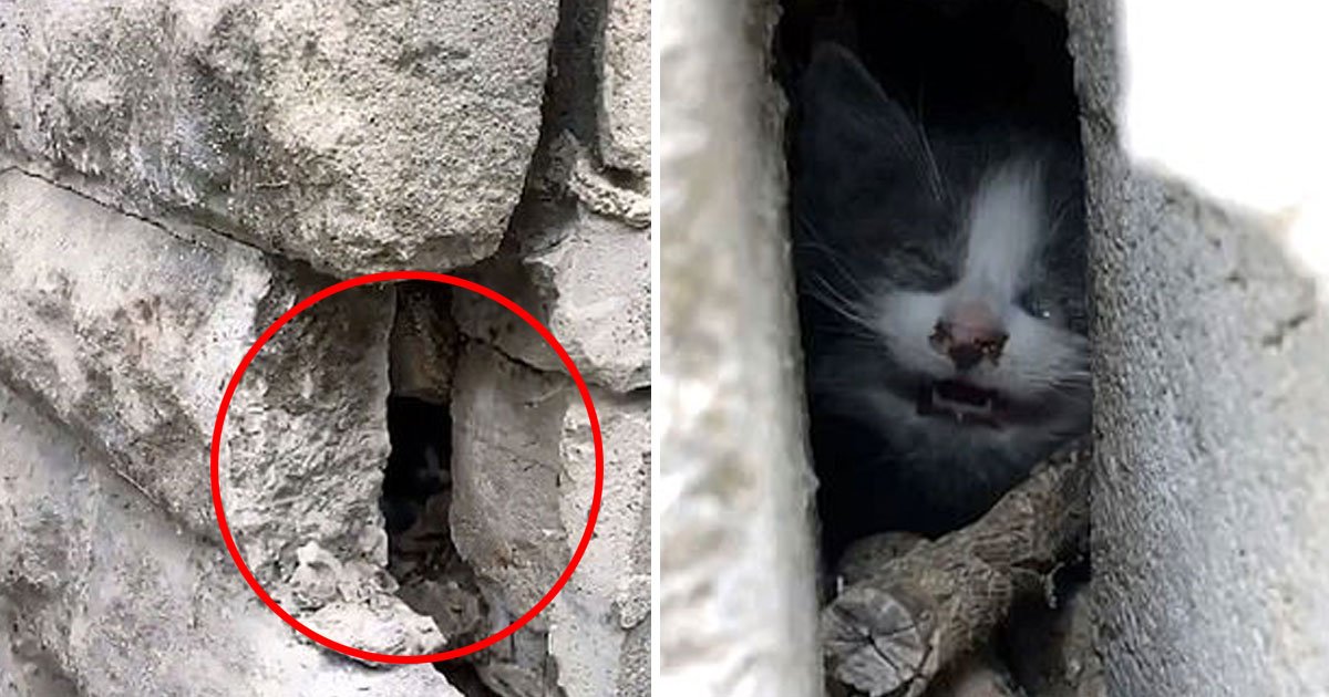 kittne stuck between walls.jpg?resize=412,232 - Heartbreaking Video Of A Tiny Kitten Who Got Trapped Between Two Cement Walls