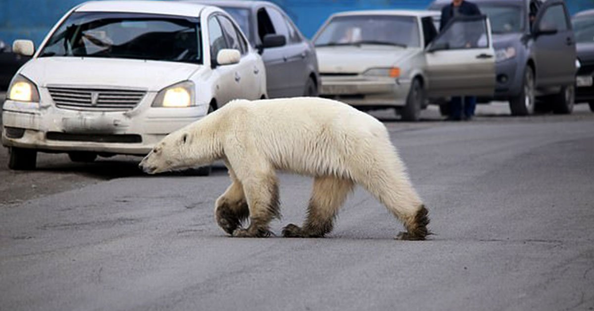 lost and starving polar bear spotted roaming in russian city.jpg?resize=412,275 - A Lost And Starving Polar Bear Spotted Roaming Around A City In Russia