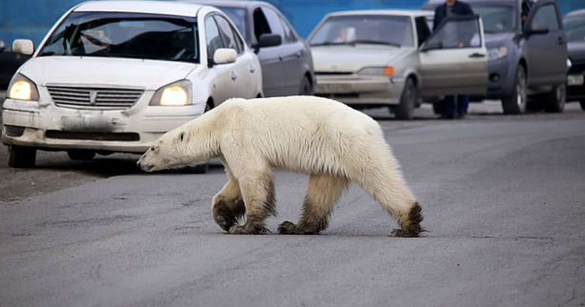 lost and starving polar bear spotted roaming in russian city.jpg?resize=412,232 - A Lost And Starving Polar Bear Spotted Roaming Around A City In Russia