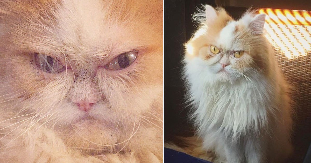 louis new grumpy cat.jpg?resize=412,232 - A Six-Year-Old Persian Cat Is The New 'Grumpy Cat' After The Death Of Tardar Sauce