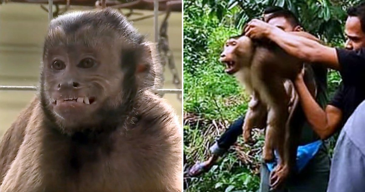 monkey3.png?resize=1200,630 - Un singe de compagnie attaque son propriétaire âgé de 72 ans après avoir reçu l'ordre de cueillir des noix de coco dans les arbres