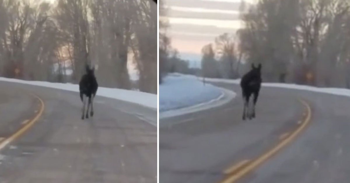 moose running highway.jpg?resize=1200,630 - Drivers Spotted A Moose Running On A Highway