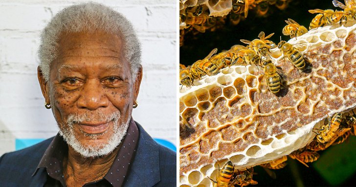 Morgan Freeman convirtió su rancho de 50 hectáreas en un santuario de abejas para salvar al planeta