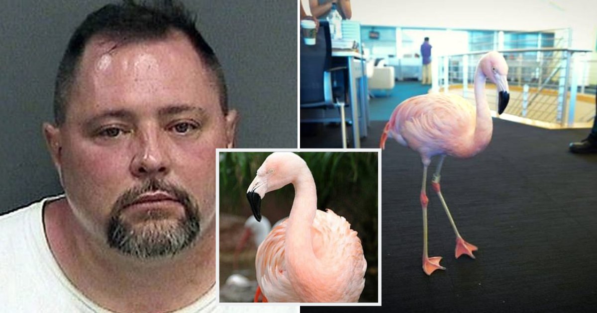 pinky4.png?resize=1200,630 - Man Who Caused The Death Of 'Pinky' The Dancing Flamingo Passed Away After Being Hit By Truck