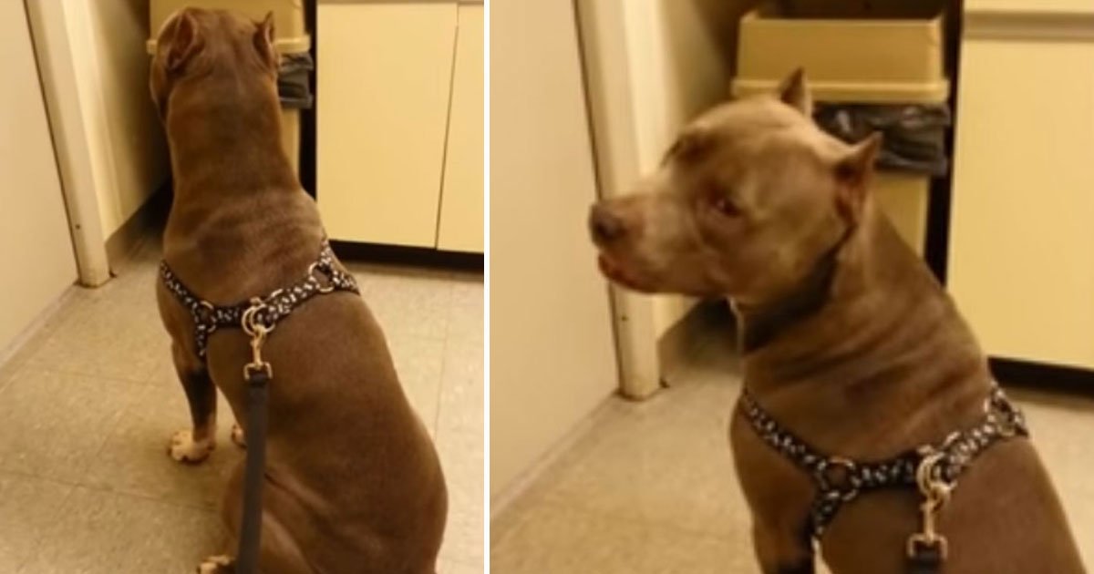 pitbull vet.jpg?resize=1200,630 - Pit Bull’s Adorable Reaction After His Owners Took Him To The Vet