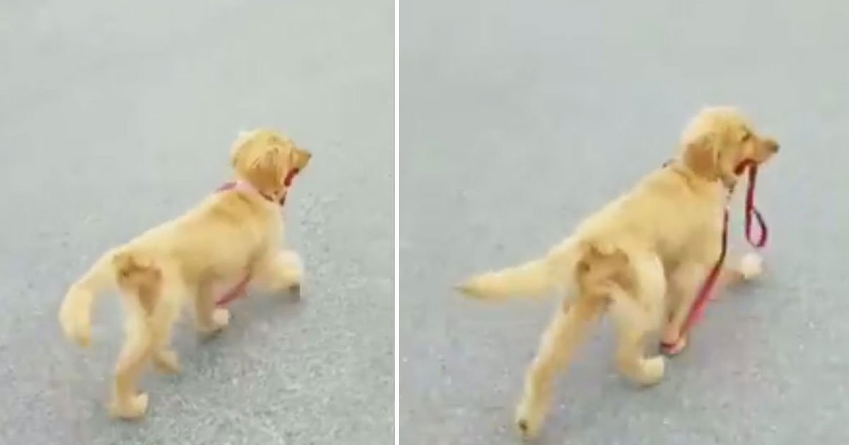 pup takes himself for walk.jpg?resize=1200,630 - This Golden Retriever Puppy Is Here To Prove He Doesn’t Need Anyone As He Takes Himself For A Walk