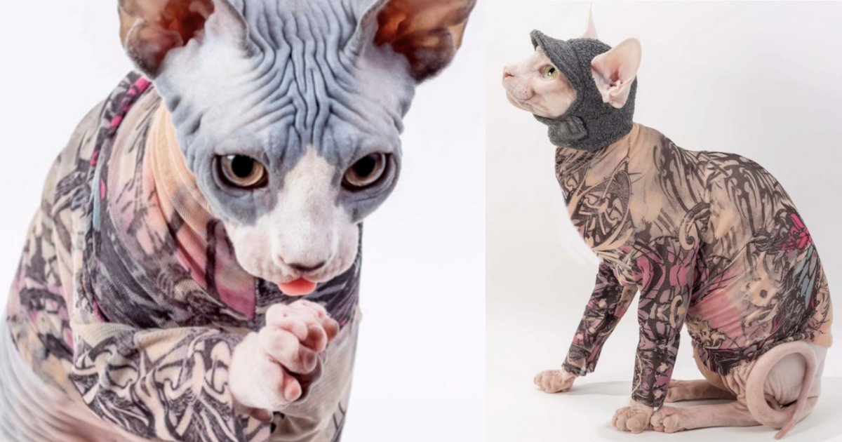 s1 16.png?resize=412,232 - Tattooed Sleeves For Cats Are A Now A Thing