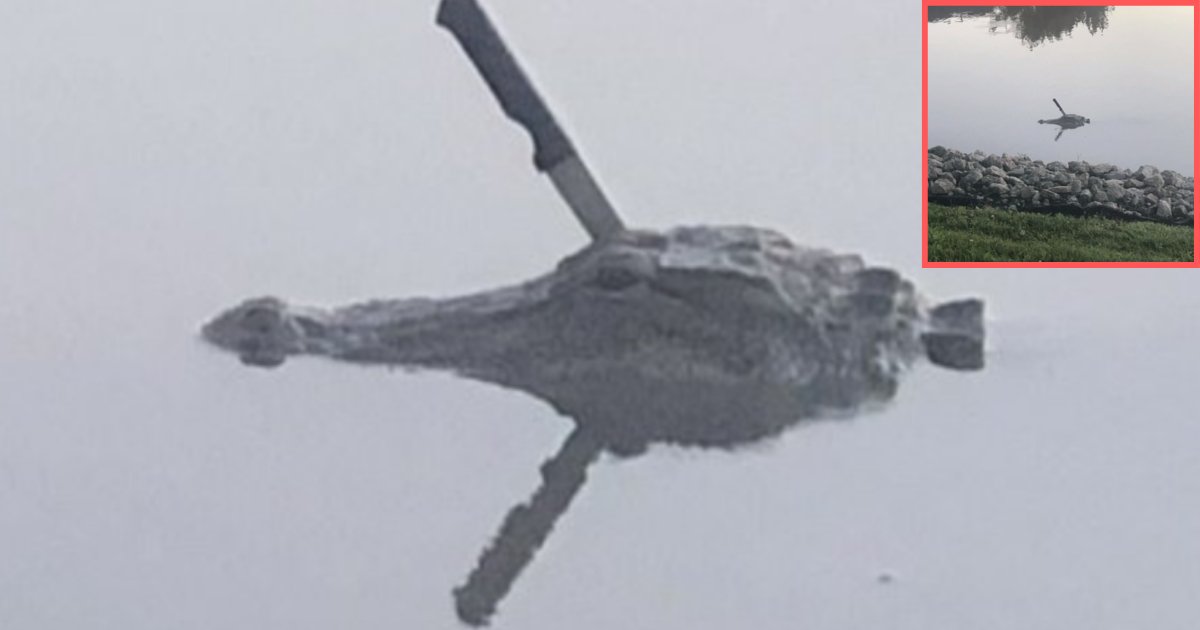 s2 11.png?resize=412,275 - An Alligator Was Swimming Around In A Lake With A Knife Sticking Out It's Head