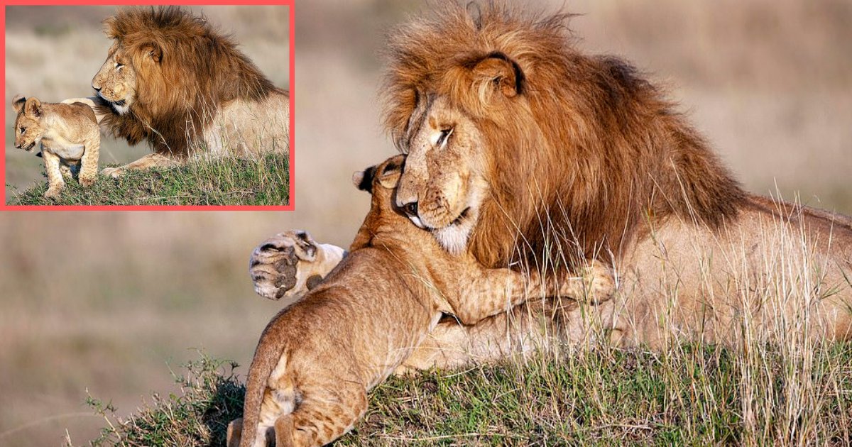 s2 15.png?resize=412,275 - Real-Life Mufasa and Simba Photo As Father Lion Gives His Cub A Hug