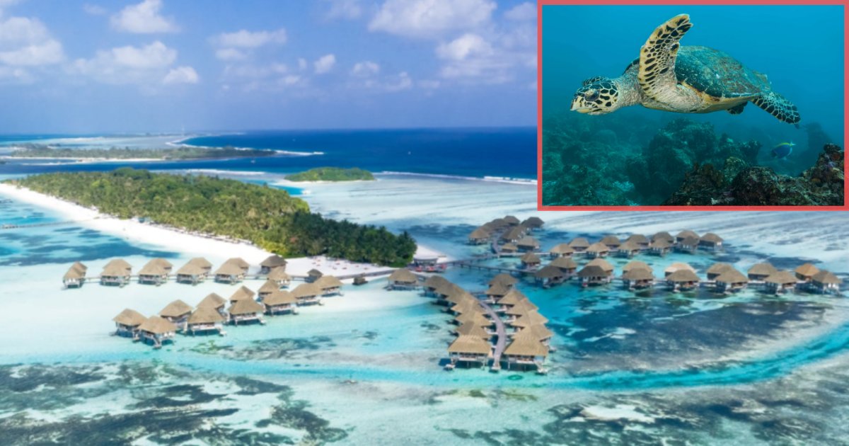 s2 6.png?resize=1200,630 - Maldives Resort Is Offering 'Inturtleship' To People Who Wish To Care For Their Turtles