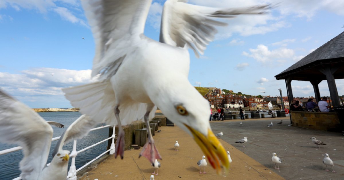 s3 17.png?resize=412,275 - An Elderly Couple Found Themselves Trapped In Their Own Home For Nearly A Week Because Of Angry Seagulls