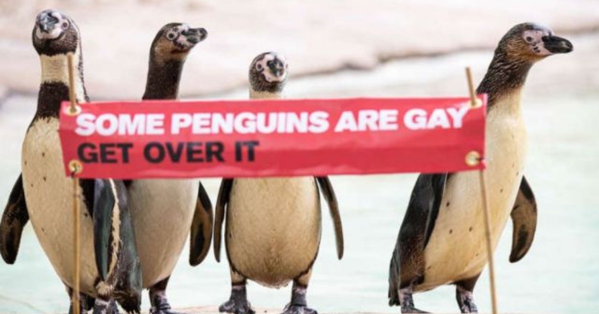 s3 20.png?resize=1200,630 - Un moment de fierté pour les pingouins du zoo de Londres