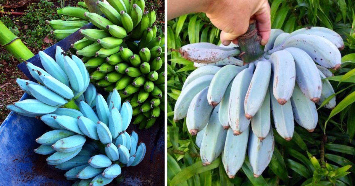 s3 6.png?resize=1200,630 - Blue Java Banana Tastes Like Vanilla According To People Who Tried It