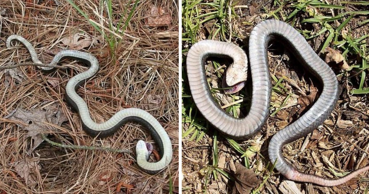 s3 8.png?resize=1200,630 - Un serpent de 2 mètres de long trouvé en Caroline du Nord fait le mort avant de frapper ses victimes