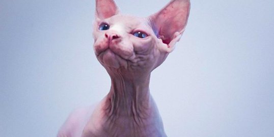screen shot 2019 05 09 at 12 35 18 pm e1559393886888.png?resize=412,232 - 40 Unique but Adorable Sphynx Cats That Will Change Your Mind About The Hairless Breed