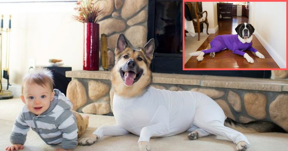 sfsfs.png?resize=1200,630 - Amazon is Selling Cute Dog Onesies, Which Will Prevent Your House From Their Shedded Hair