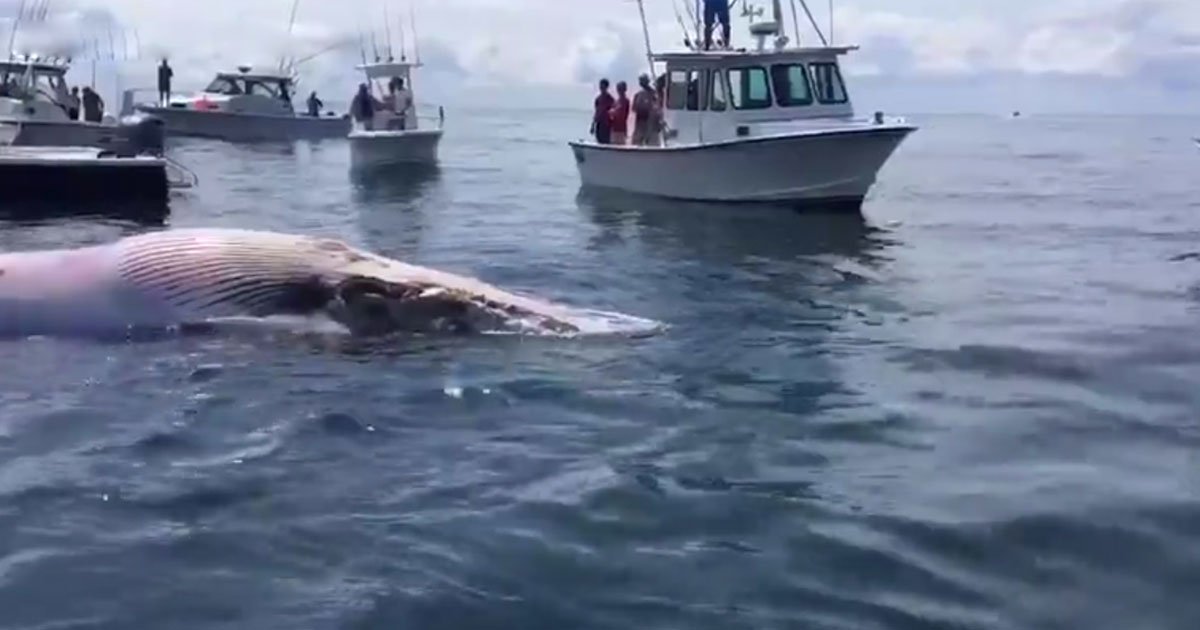 shark eating whale.jpg?resize=1200,630 - Des touristes ont repéré un grand requin blanc dévorant une baleine morte