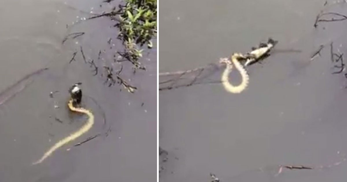 snake steal man catch.jpg?resize=1200,630 - [Vidéo] Un serpent subtilise la prise d'un pêcheur