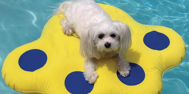 sub buzz 19466 1558648857 1 e1559573325956.jpg?resize=1200,630 - 25 Items From Walmart That Will Make You and Your Dog's Summer Fantastic