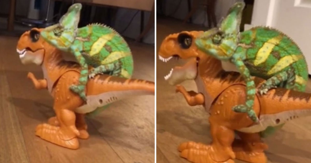 t rex chameleon.jpg?resize=1200,630 - This Video Of A Chameleon Sitting On The Back Of A T-Rex Toy To Get Around The House Will Make Your Day