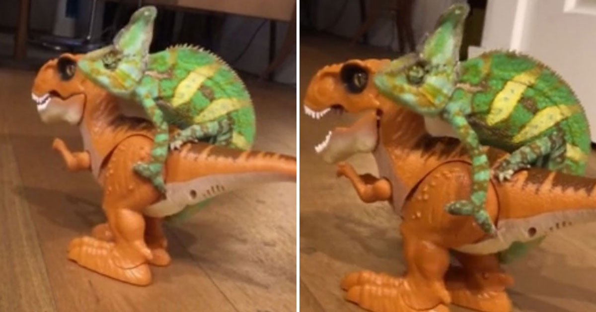 t rex chameleon.jpg?resize=412,232 - This Video Of A Chameleon Sitting On The Back Of A T-Rex Toy To Get Around The House Will Make Your Day