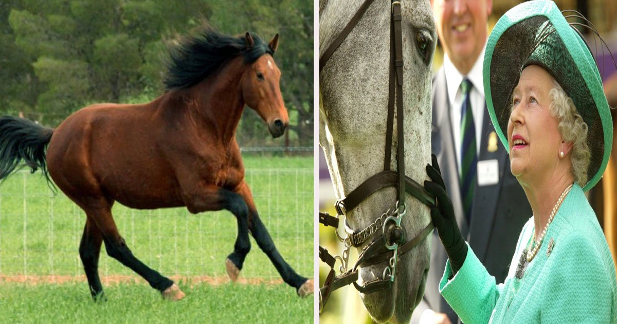 untitled 1 46.jpg?resize=412,275 - Queen Elizabeth II Saved An Entire Horse Breed From Vanishing