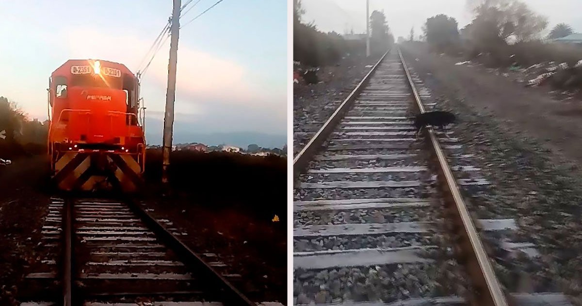 untitled 1 61.jpg?resize=412,275 - Heroic Conductor Stopped The Train Just In Time To Save A Dog That Was Chained To The Railroad Tracks