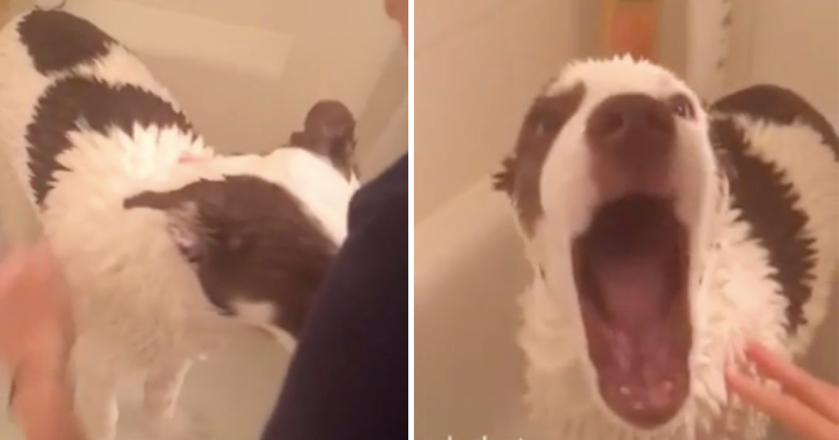 untitled design 1 6.png?resize=412,275 - Husky Starts Howling While Recovering From Anesthesia