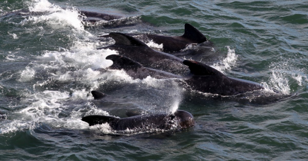 untitled design 1.png?resize=412,275 - Hunt for Whales Have Turned Blue Water Sea Red