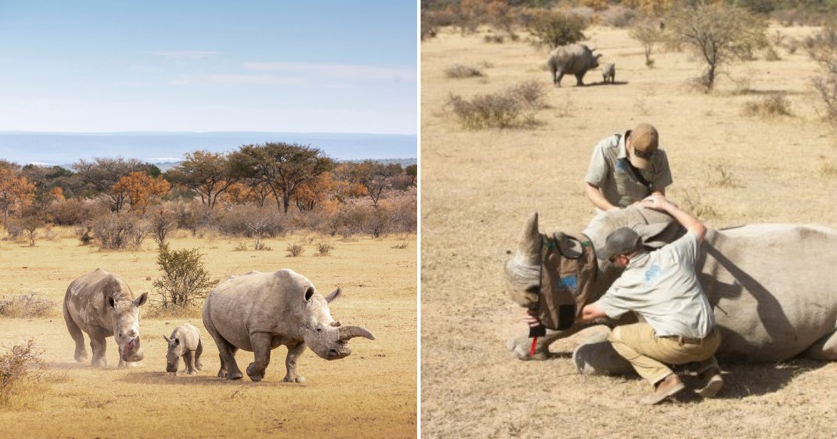 untitled design 21.png?resize=1200,630 - Une nouvelle méthode pour tenir les braconniers à distance : empoisonner les cornes de rhinocéros