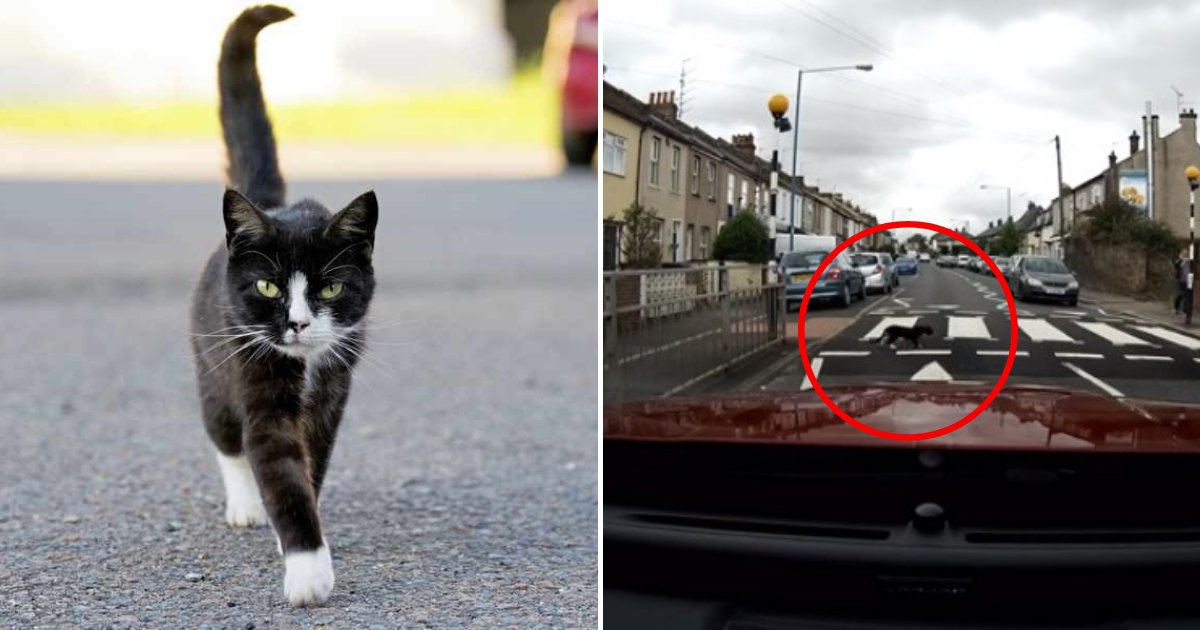 untitled design 50.png?resize=1200,630 - Smart Cat Knows How To Use Pedestrian Crossing To Get To The Other Side Of A Busy Road