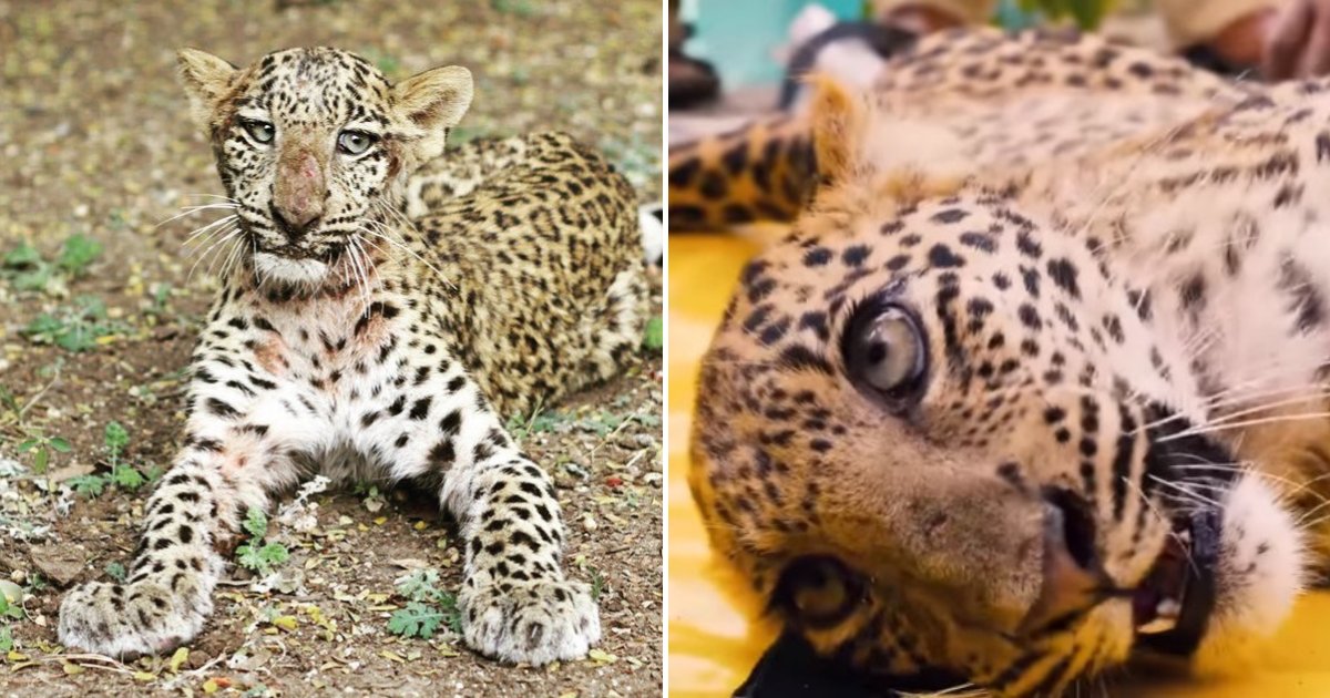 untitled design 52.png?resize=412,275 - Paralyzed Leopard Cub Relearned How To Walk After Miraculous Recovery
