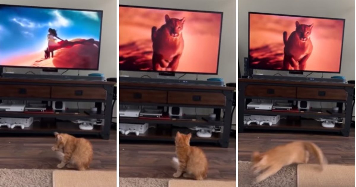 untitled design 53.png?resize=1200,630 - Un chat panique et prend la fuite devant un puma géant à la télévision