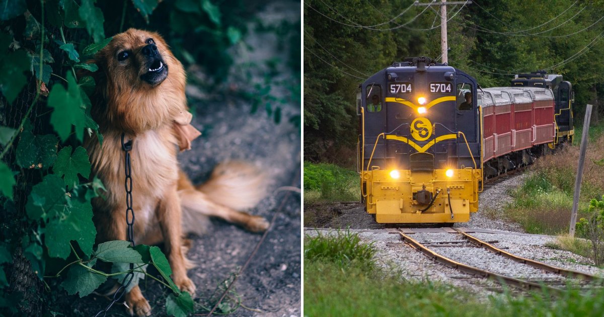 untitled design 99 1.png?resize=412,275 - Un conducteur de train remarque un chien enchaîné à côté de la voie ferrée, il arrête le train et le sauve