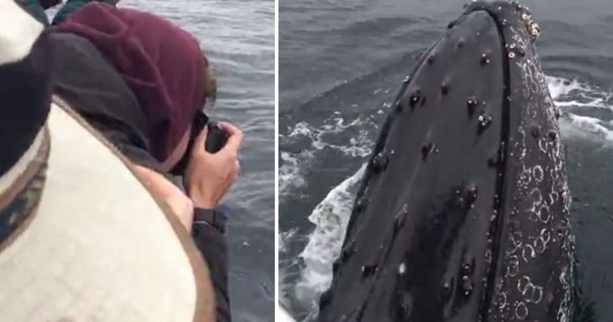 whales encounter.jpg?resize=1200,630 - Deux baleines à bosse se sont approchées d'un bateau et ont passé deux heures avec les personnes à bord
