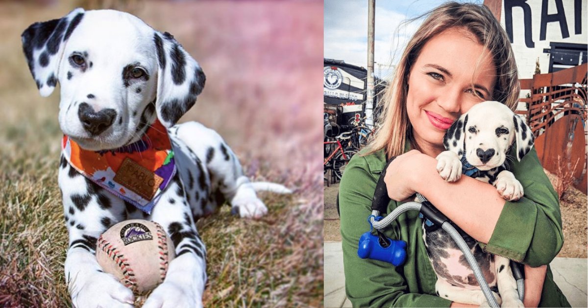 Ce Chiot Dalmatien Avec Une Truffe En Forme De Coeur A Plus De 130k Followers Vonjour