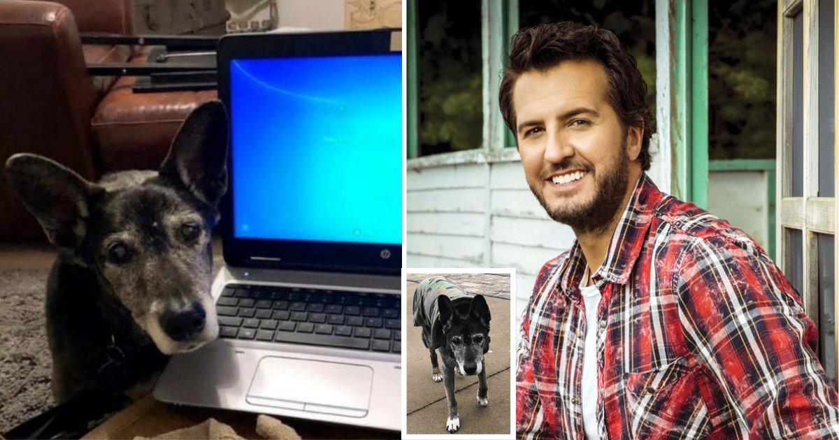 y4 11.png?resize=412,232 - Luke Bryan Adopted An 18 Year Old Dog from A Shelter and Melted Thousands of Hearts