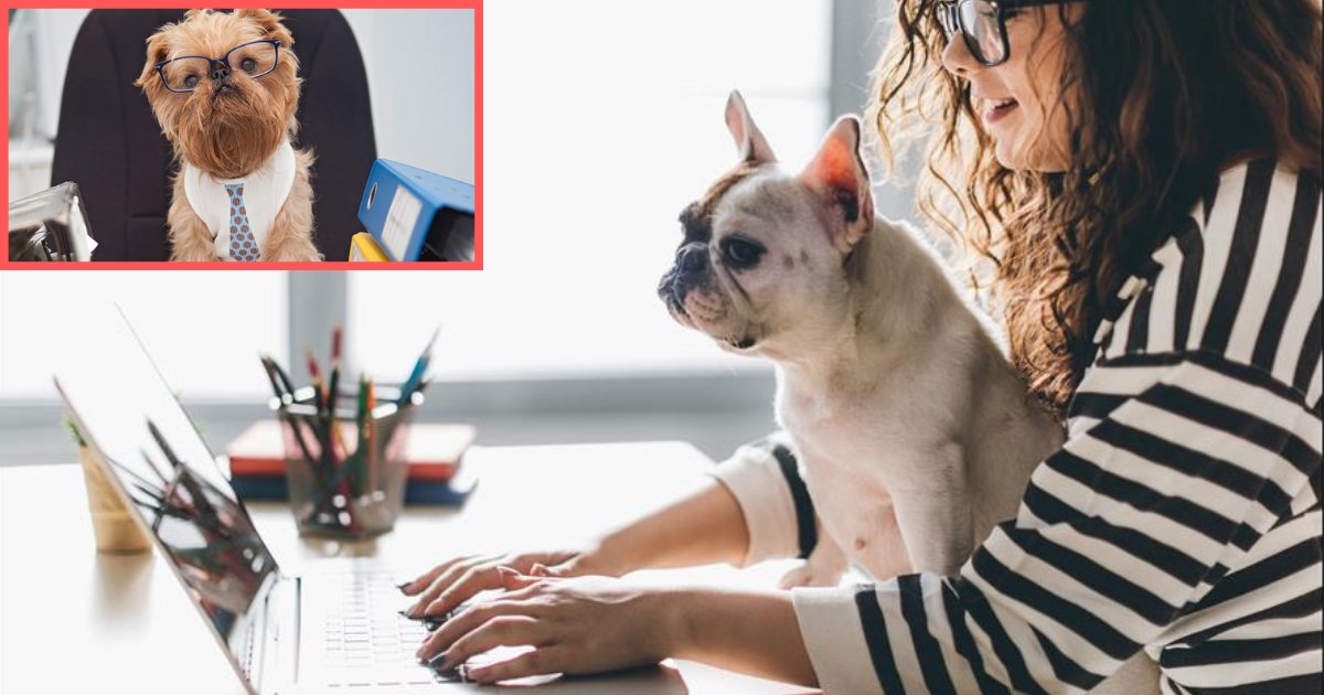 y4 16.png?resize=1200,630 - Take Your Dog to Work And It Will Improve Your Mood, Says New Study