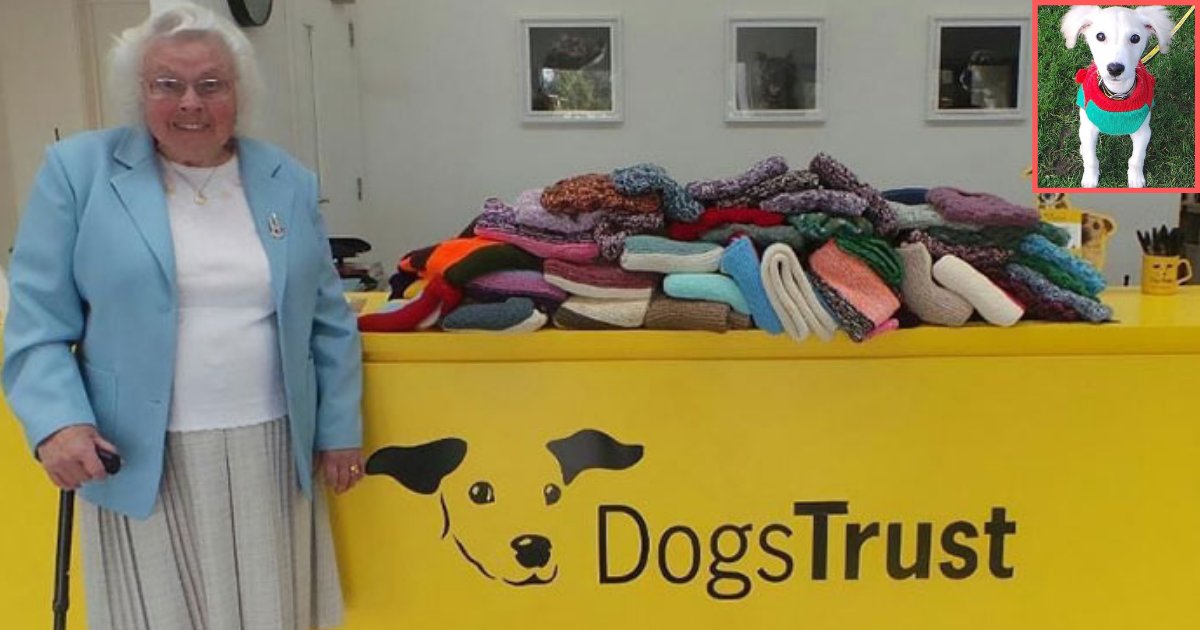 y6.png?resize=1200,630 - Une femme de 89 ans tricote 450 couvertures pour des chiens de refuge