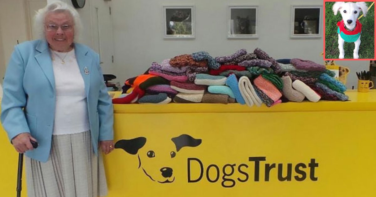 y6.png?resize=412,275 - 89-Year-Old Woman Knits 450 Blankets for Shelter Dogs 