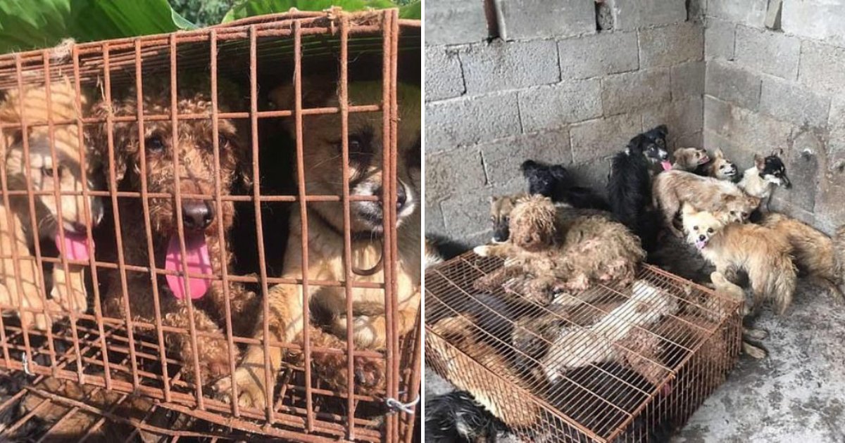 yulin7.png?resize=1200,630 - Plus de 60 chiens ont été sauvés de l'abattoir avant le début du festival de Yulin en Chine